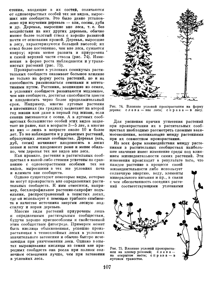 Боярышник однопестичный описание