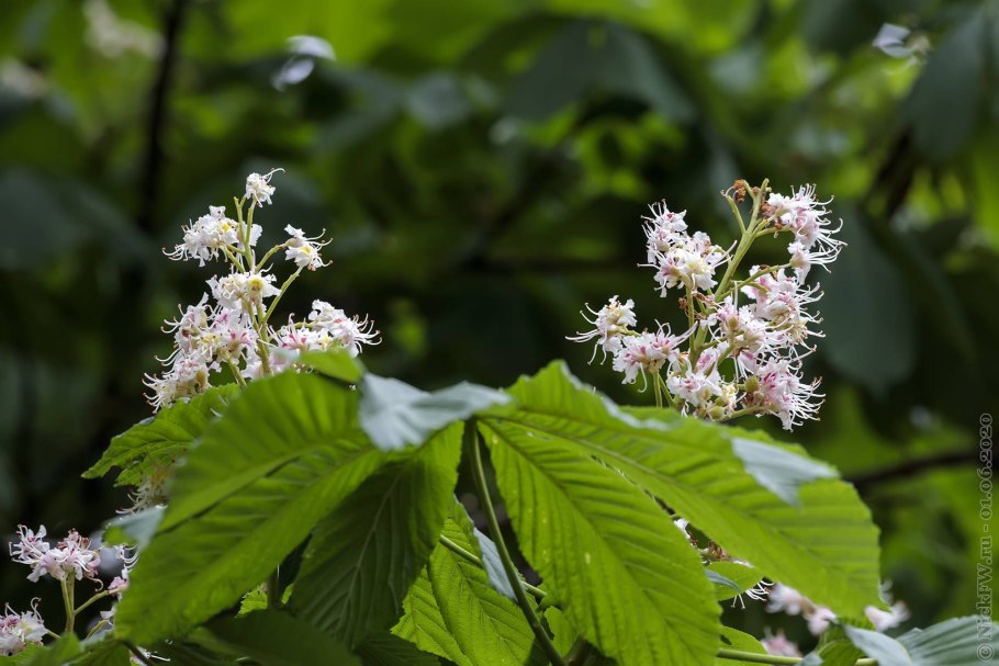 Подпишите жизненные формы растений