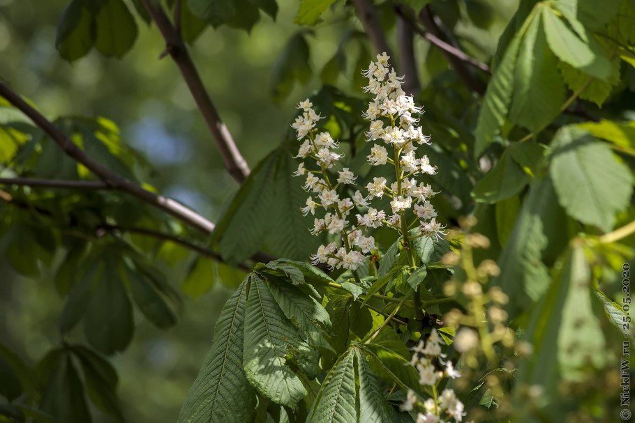 Конский каштан дерево