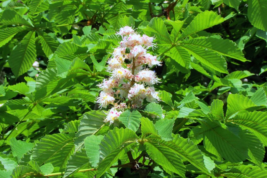 Конский каштан обыкновенный