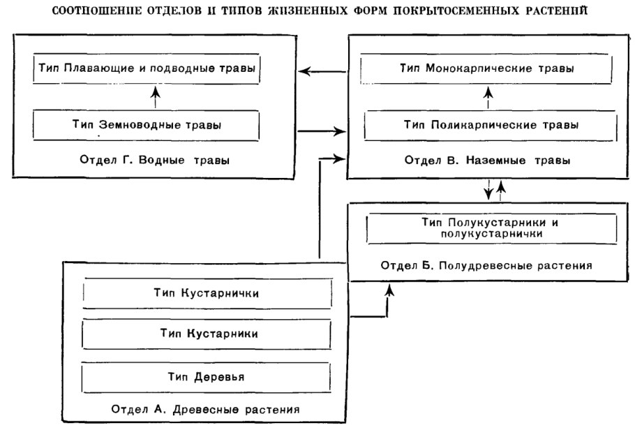 Жизненные формы растений деревья травы кустарники кустарнички
