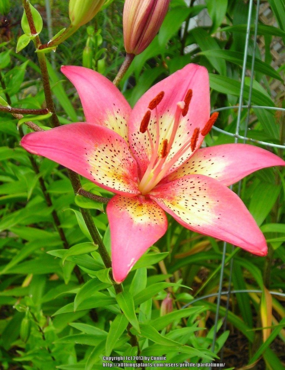 Лилия азиатский гибрид Trogon