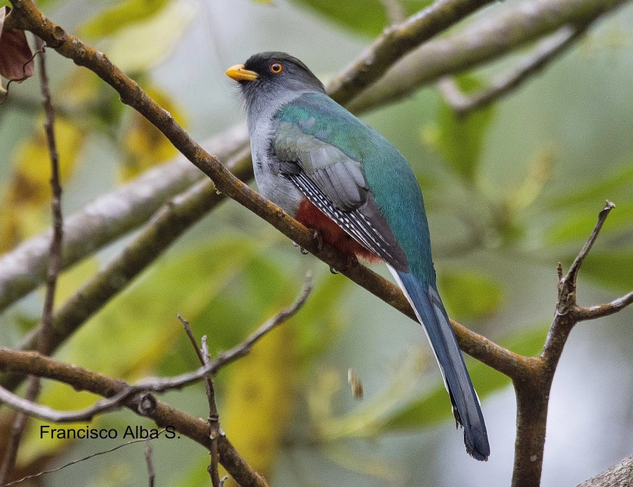 Масковый трогон (Trogon personatus).