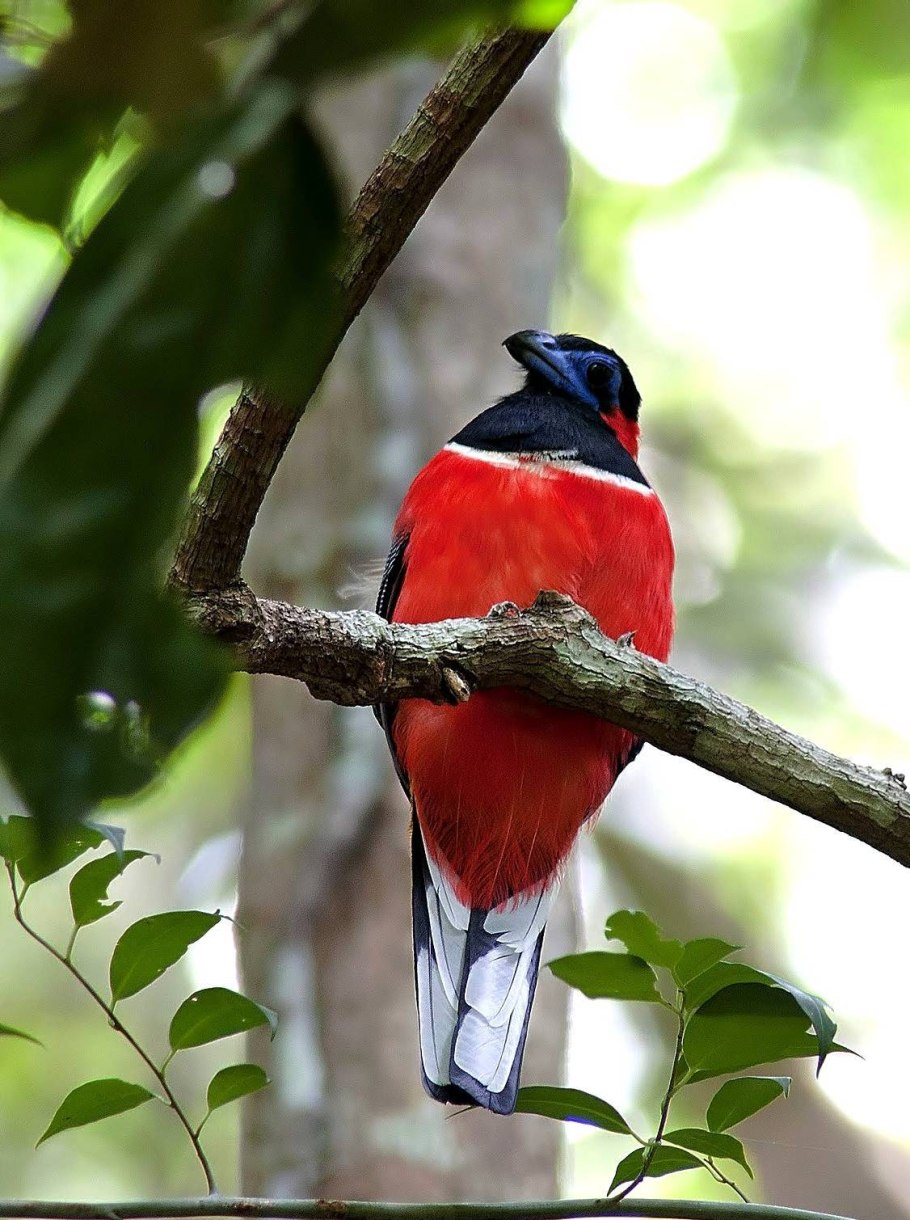 Краснозатылочный азиатский трогон лат HARPACTES Kasumba