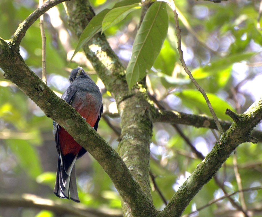 Трогон темнурус