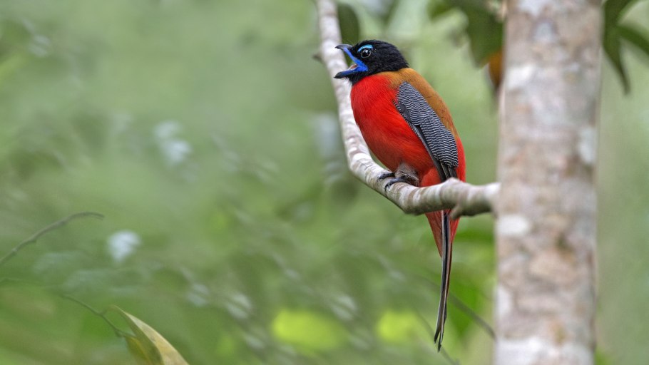 Coryphopferus personatus