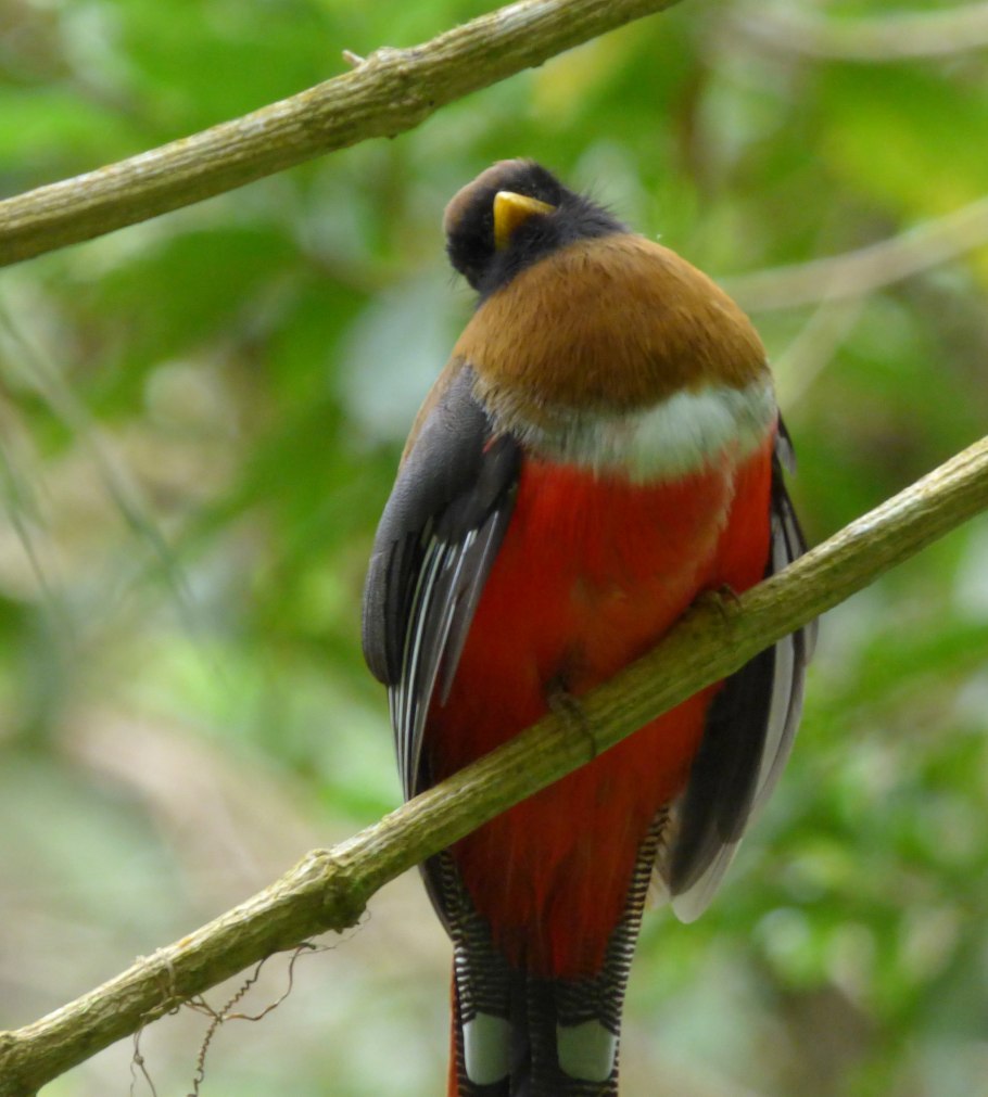 Желтобрюхий трогон Колумбии