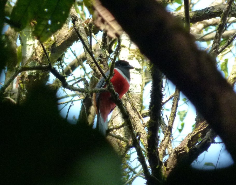 Белохвостый трогон