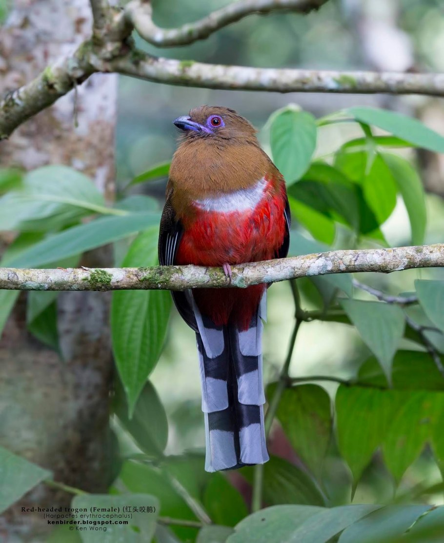 HARPACTES erythrocephalus