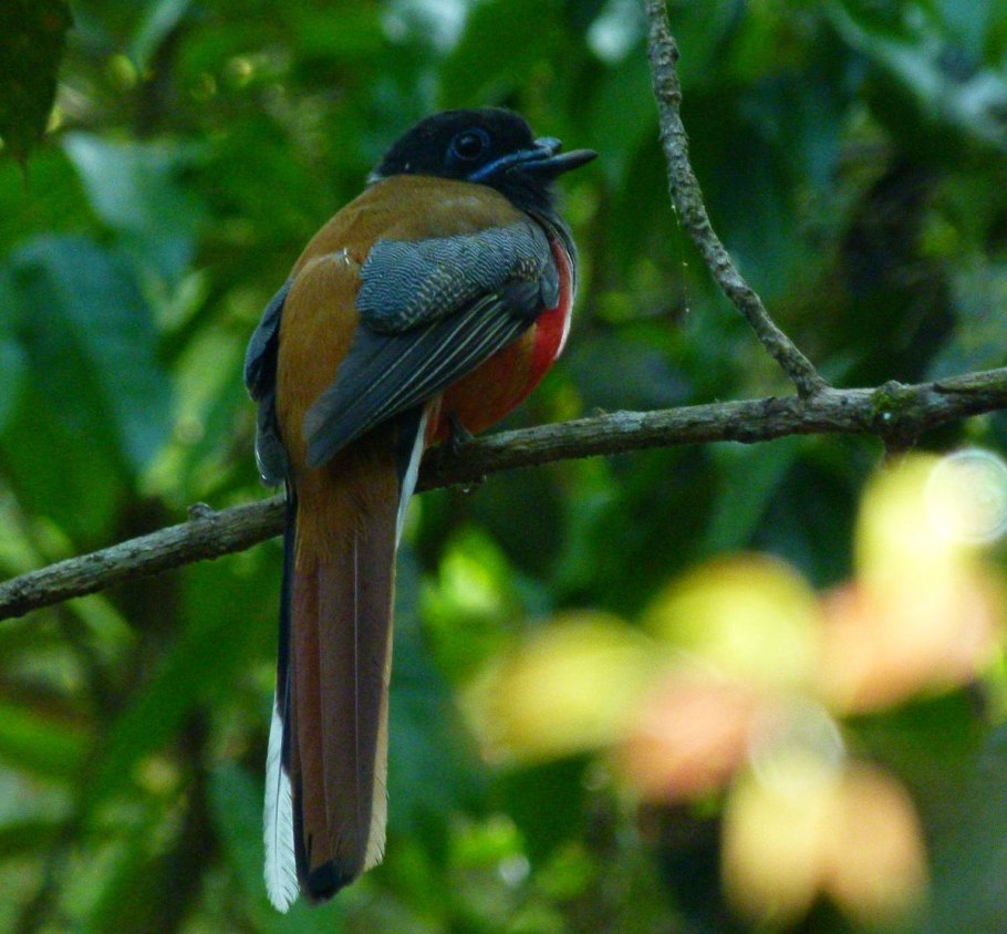 Трогон в голубой короне