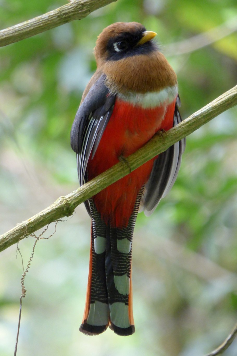 Лилия Восточная ла Манча