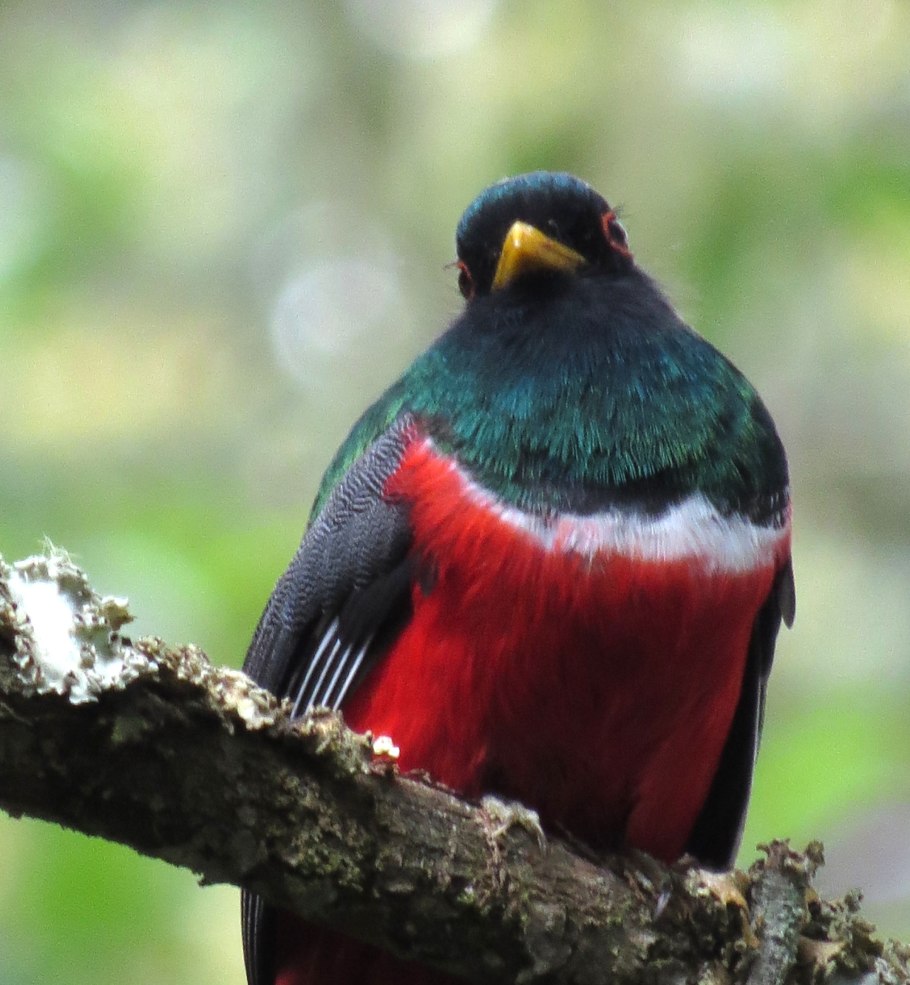 Лилия Восточная Старгейзер