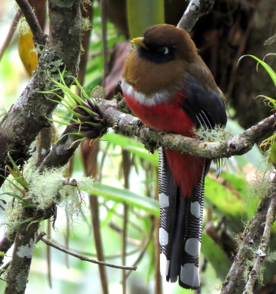 Trogon Mini