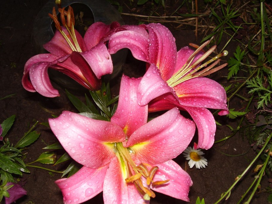 Синешапочный трогон