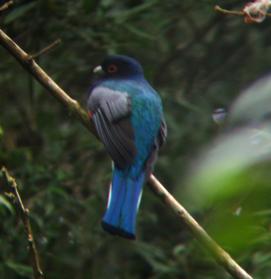 Trogon citreolus