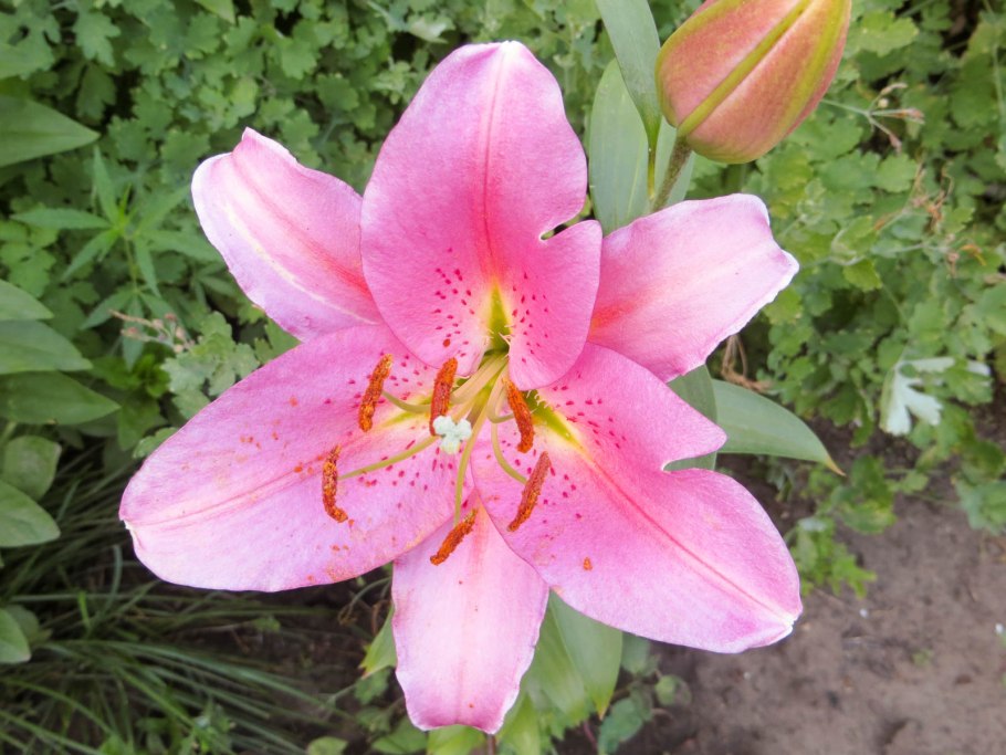 Лилия азиатская "старберст"