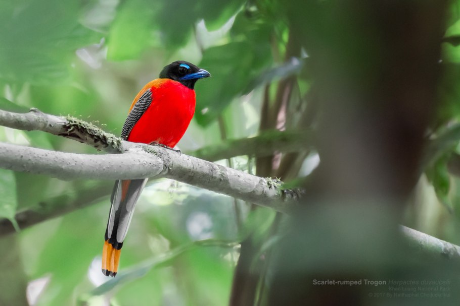 Азиатский двухцветный гибрид Trogon