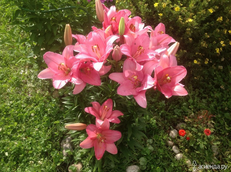 Лилия кустовая розовая