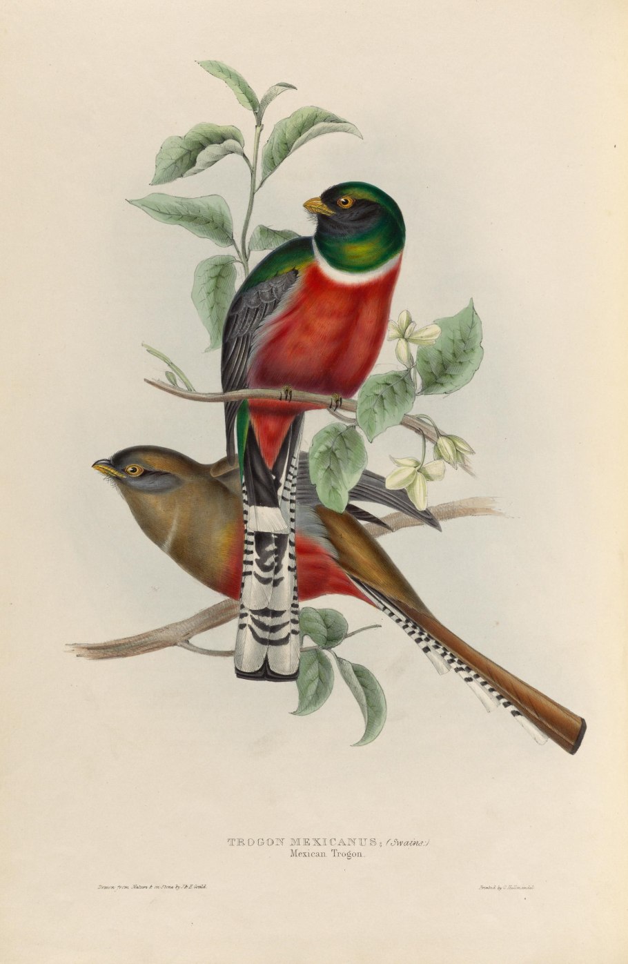 Птица ошейниковый трогон