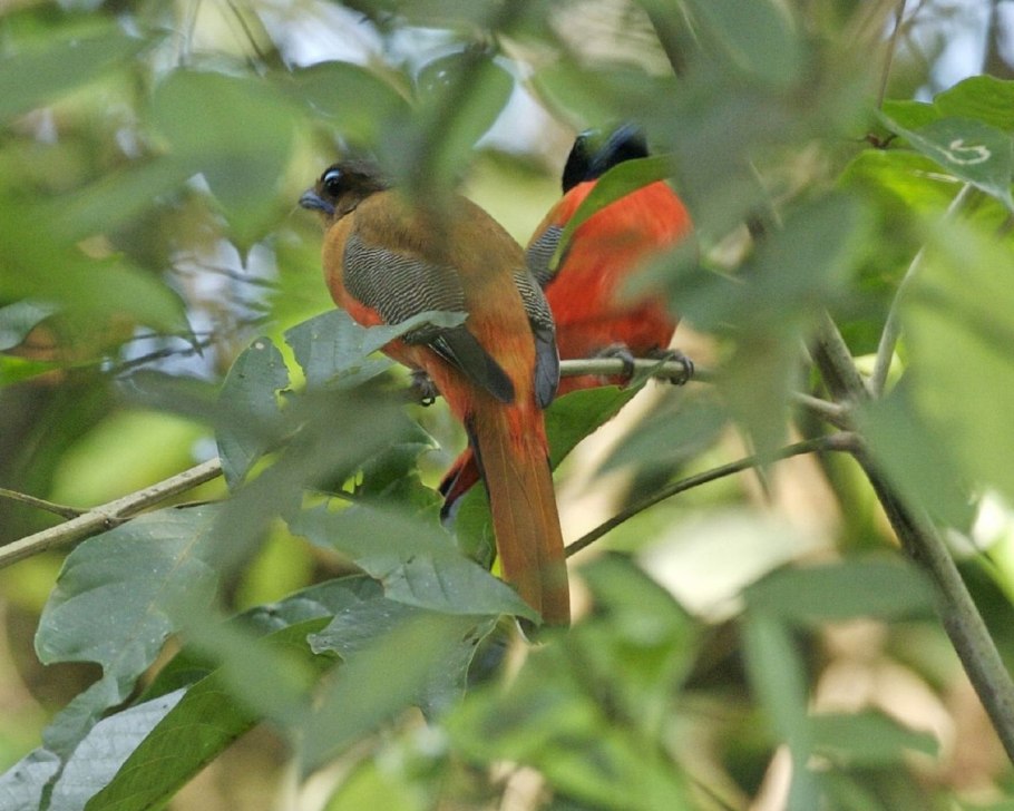 Trogon viridis