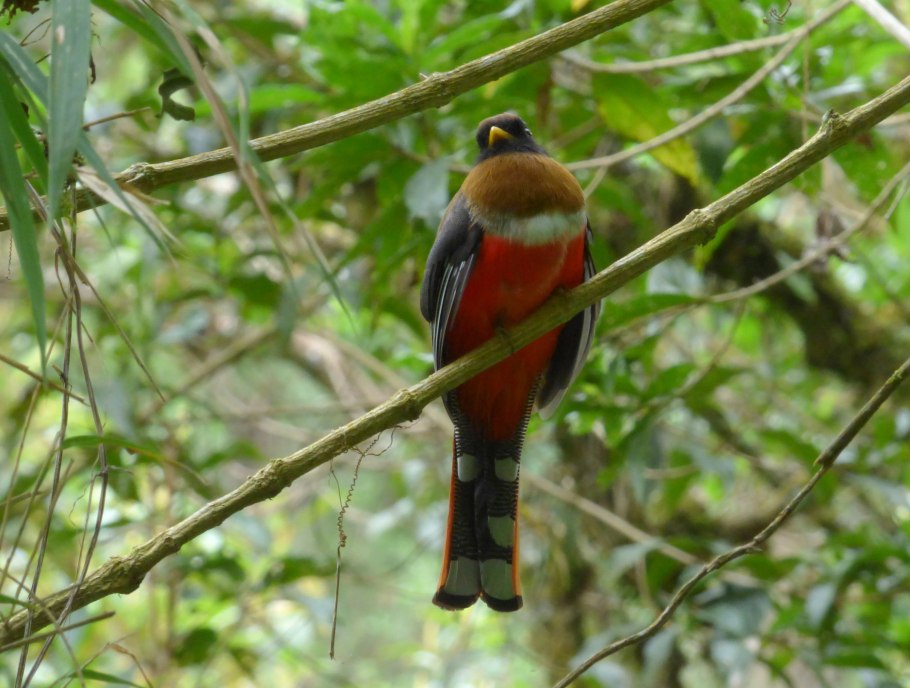 Трогон птица ареал обитания