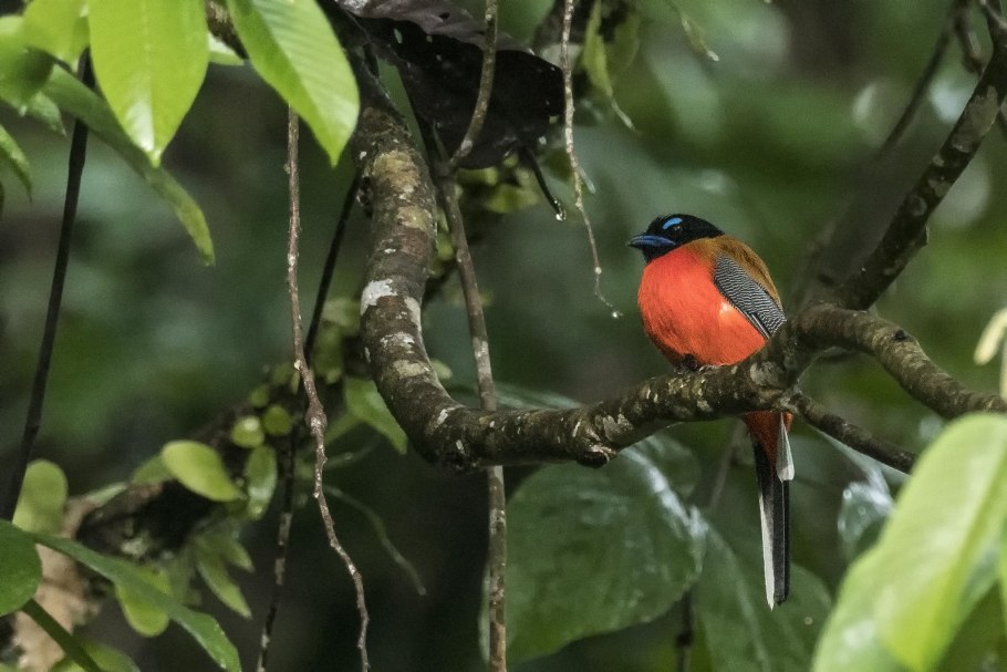 Азиатский трогон