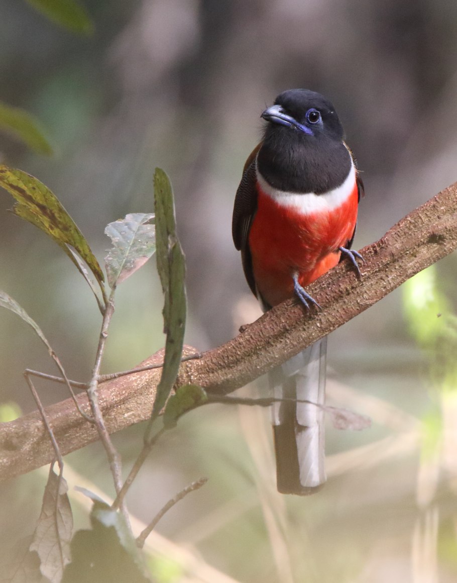 Парк Мадиди насекомые