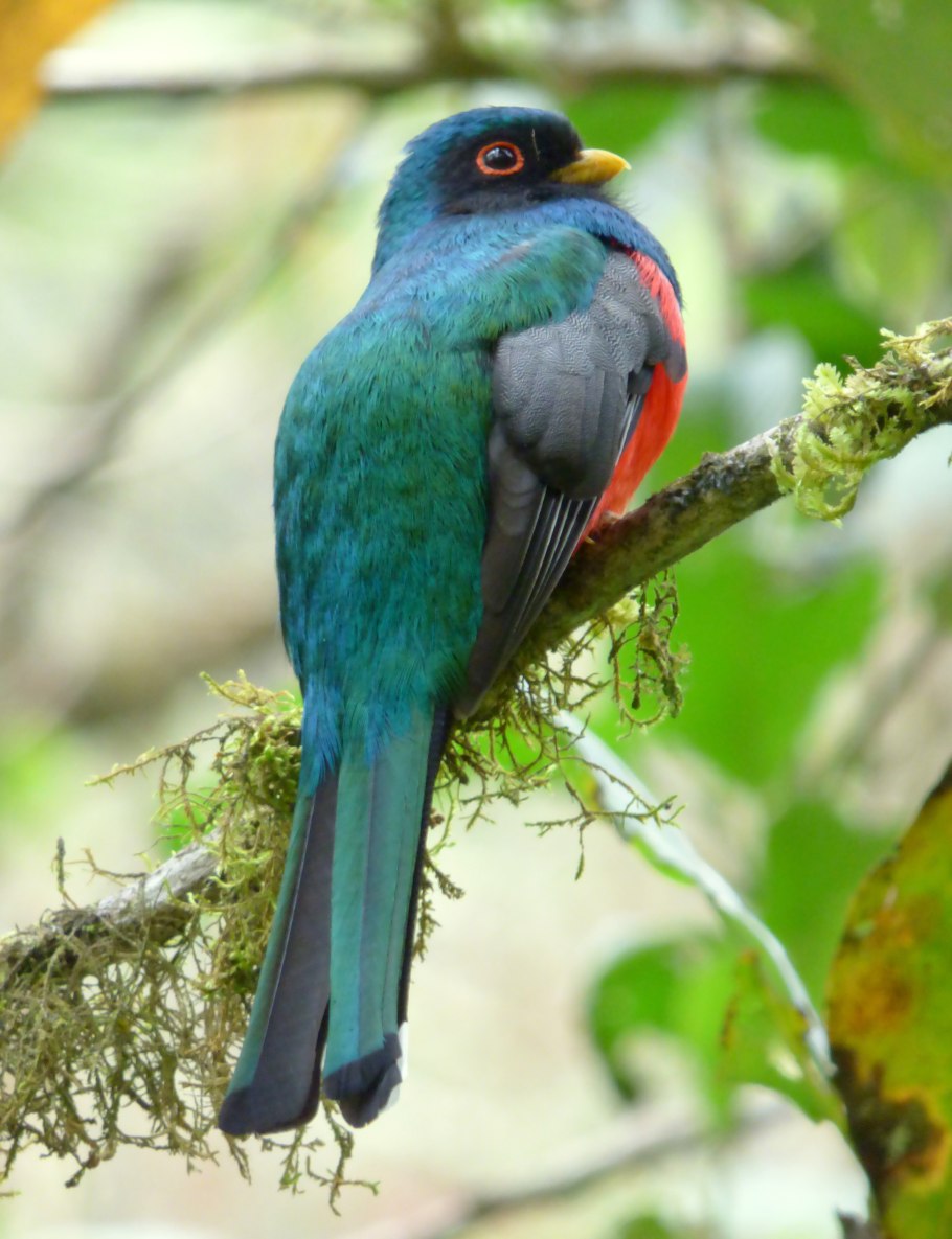 Кубинский трогон раскраска