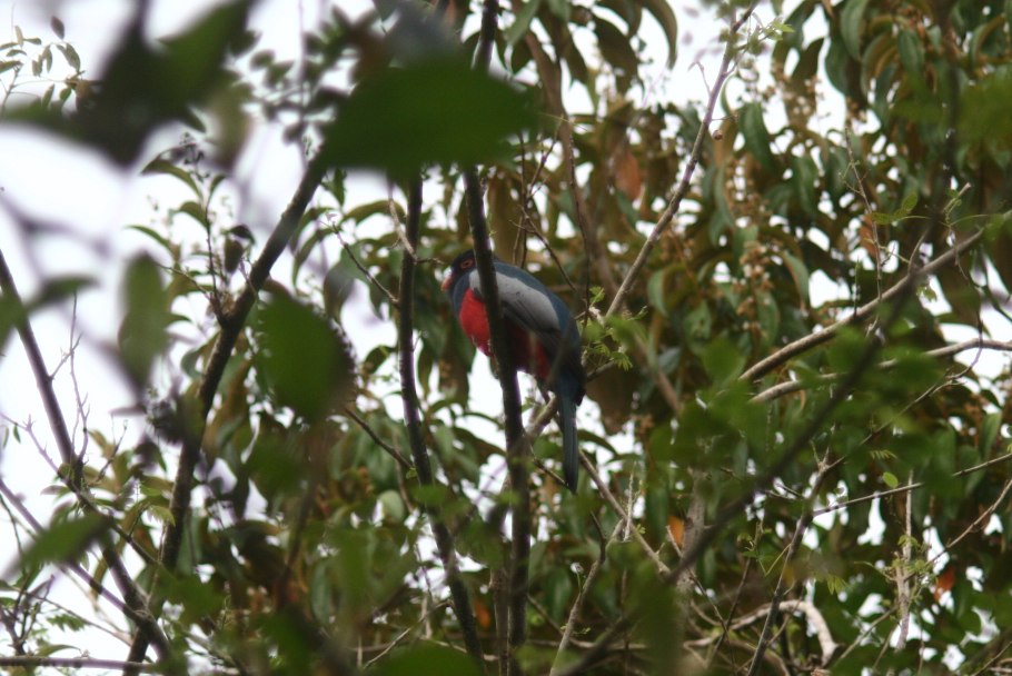 Птица трогоны Танзания Аруша