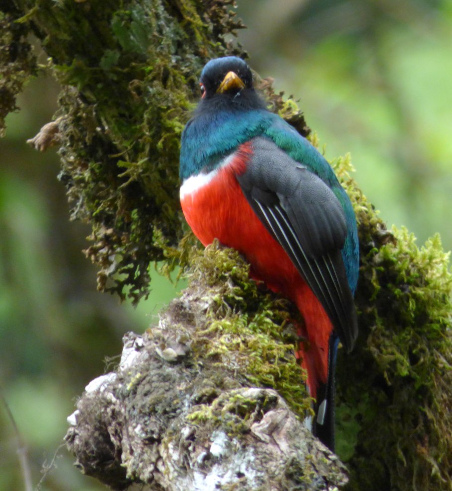 Малабарский трогон