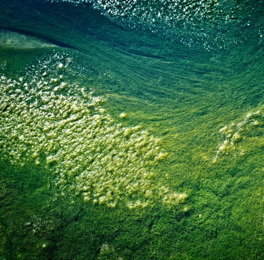 Водоросли в финском заливе
