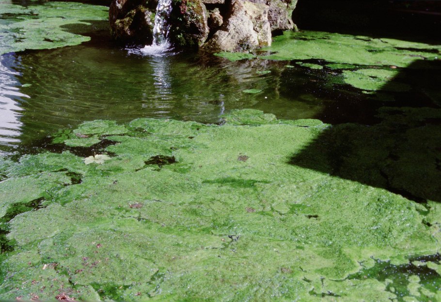 Картины с зелёной водой