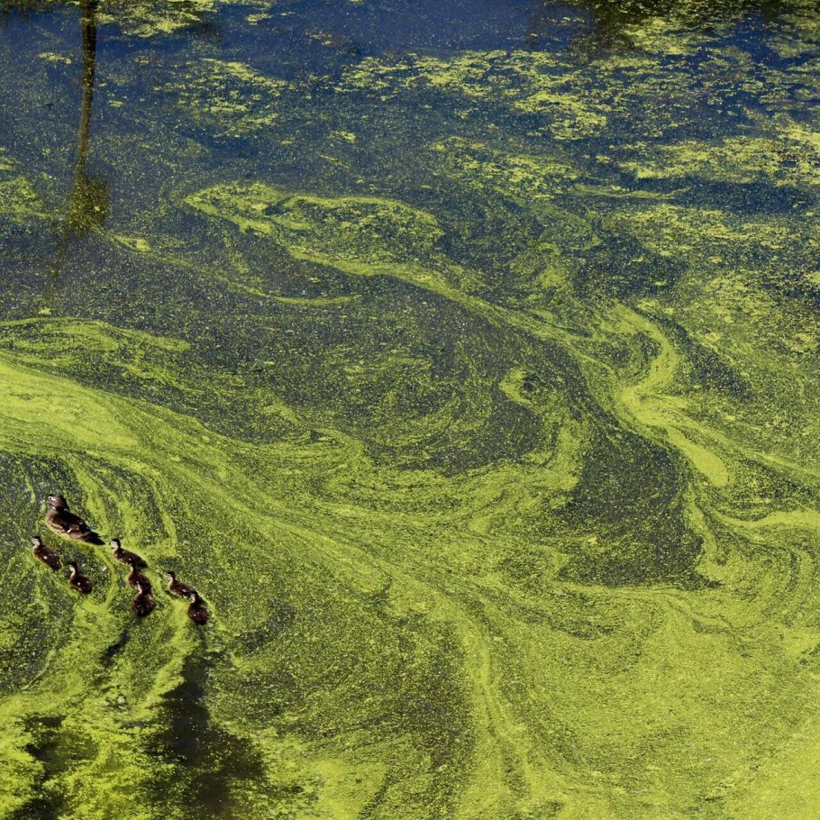 Синезеленые водоросли водохранилище