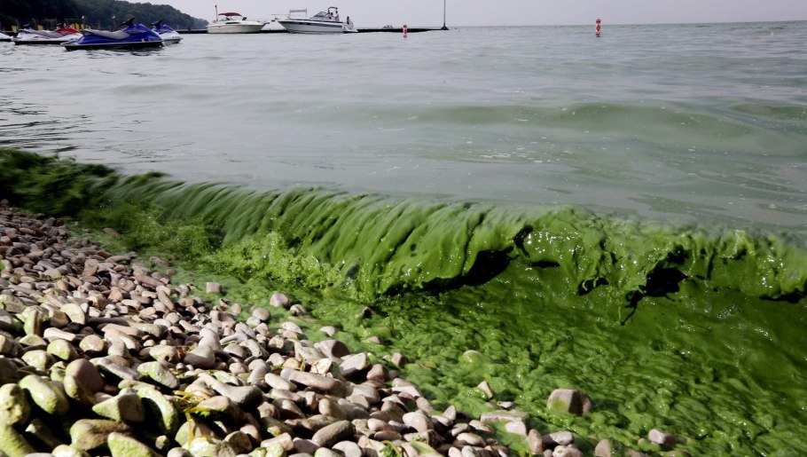 Тина водоросли
