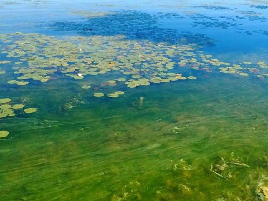 Цветение воды водоросли цианобактерии