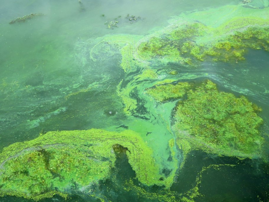 Нейстонные водоросли