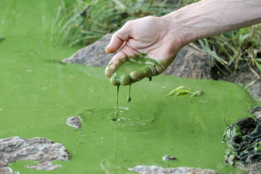 Водоемы с зеленой водой
