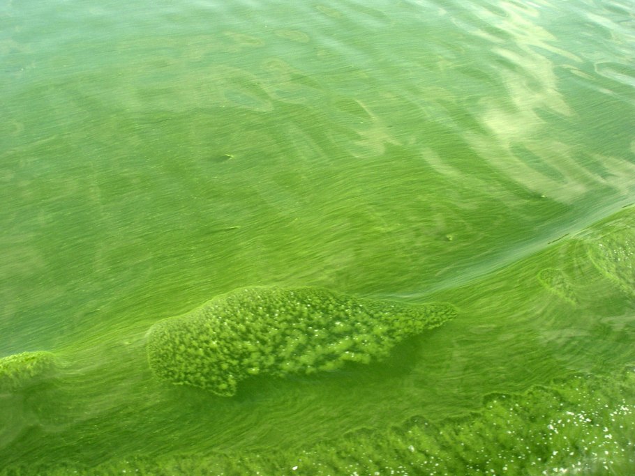 Сине-зеленые водоросли цианобактерии