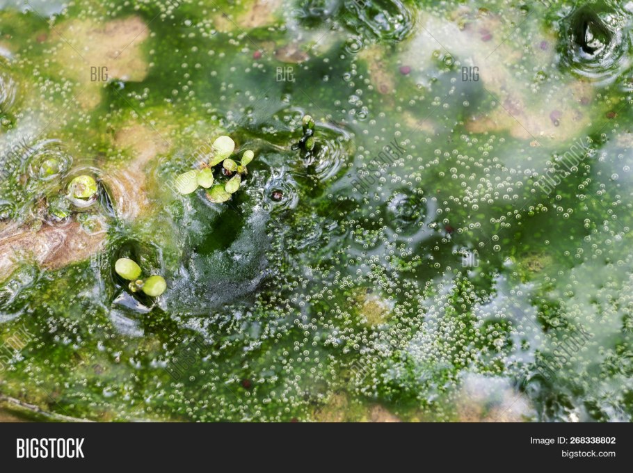 Blue-Green algae