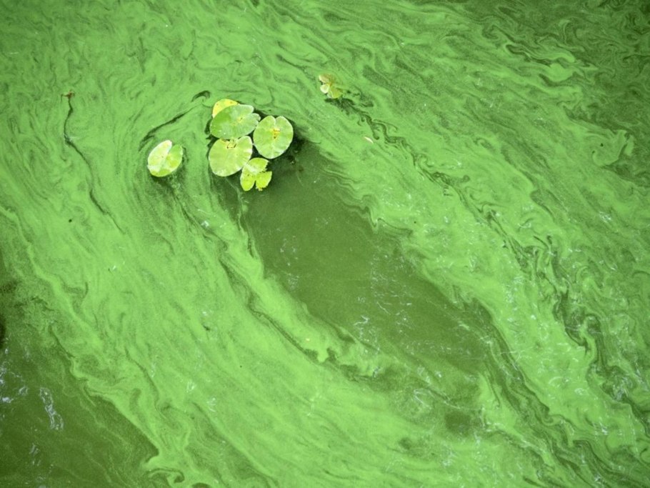 Цветение синезеленых водорослей