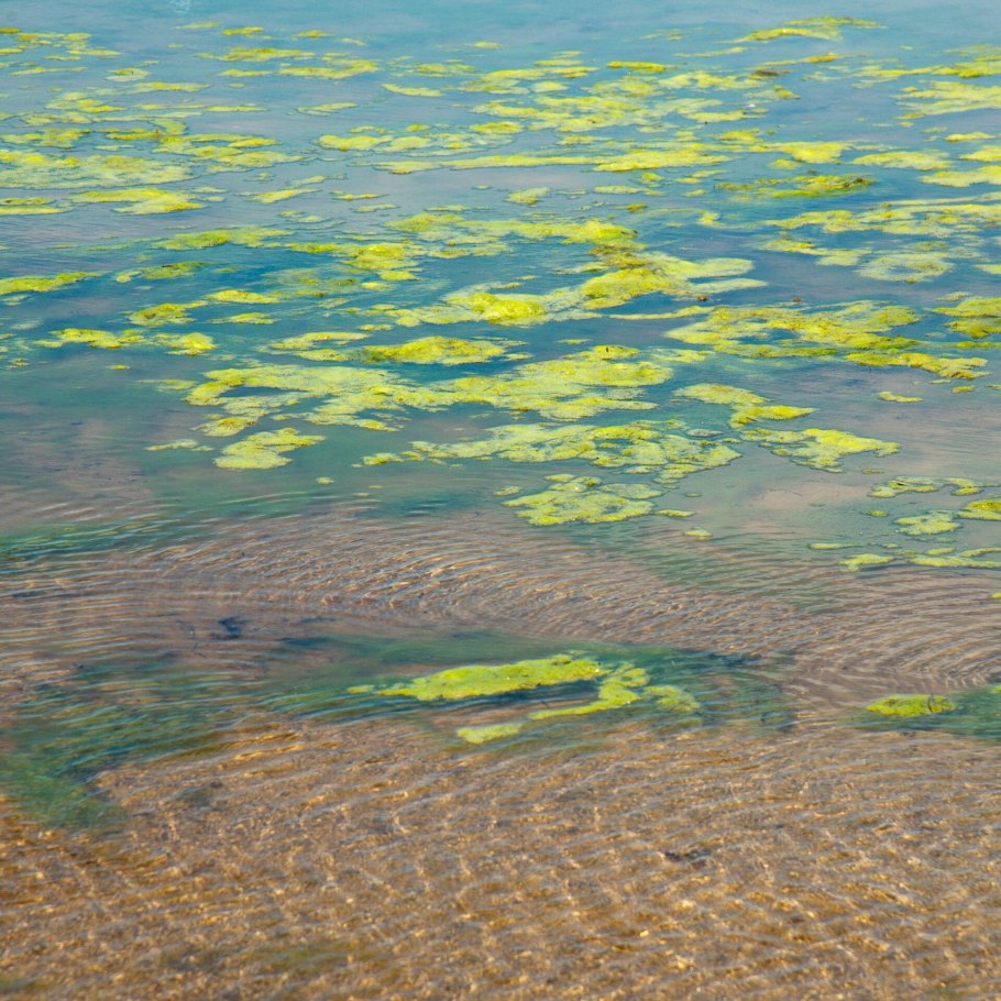 Цветение синезеленых водорослей