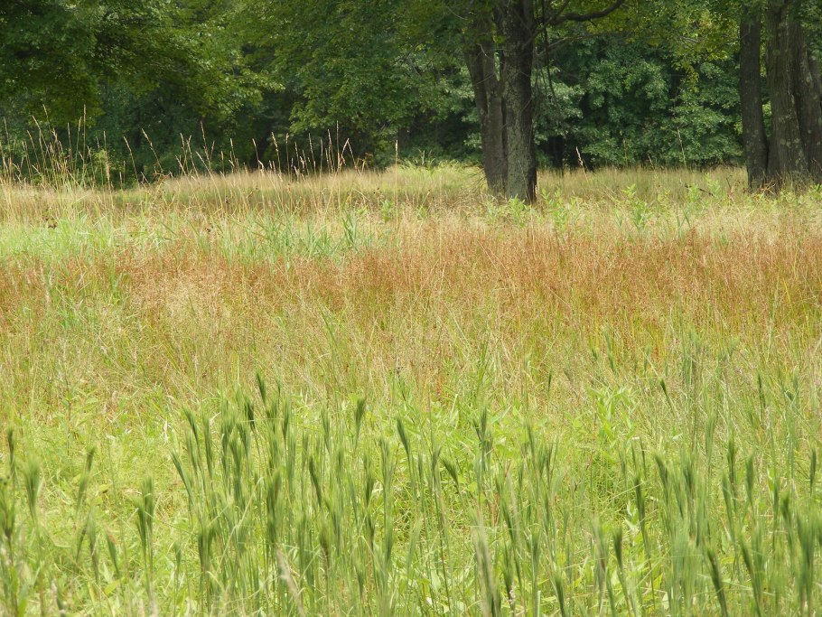 Запах луговых трав