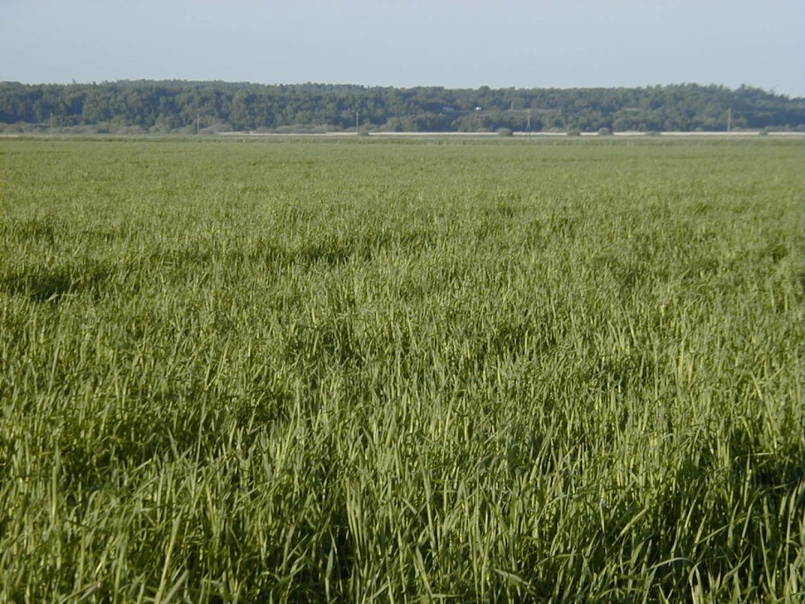 Лисохвост Луговой (Alopecurus pratensis).