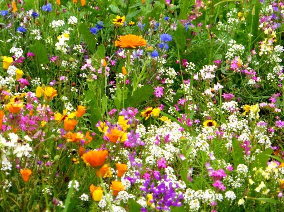 Клевер Луговой Trifolium praténse