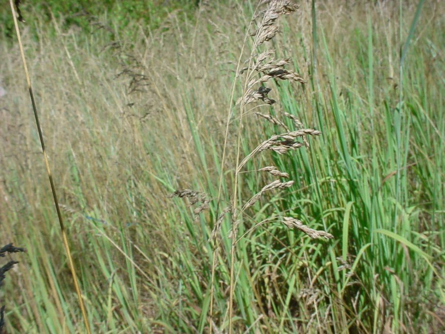 Мятлик Луговой