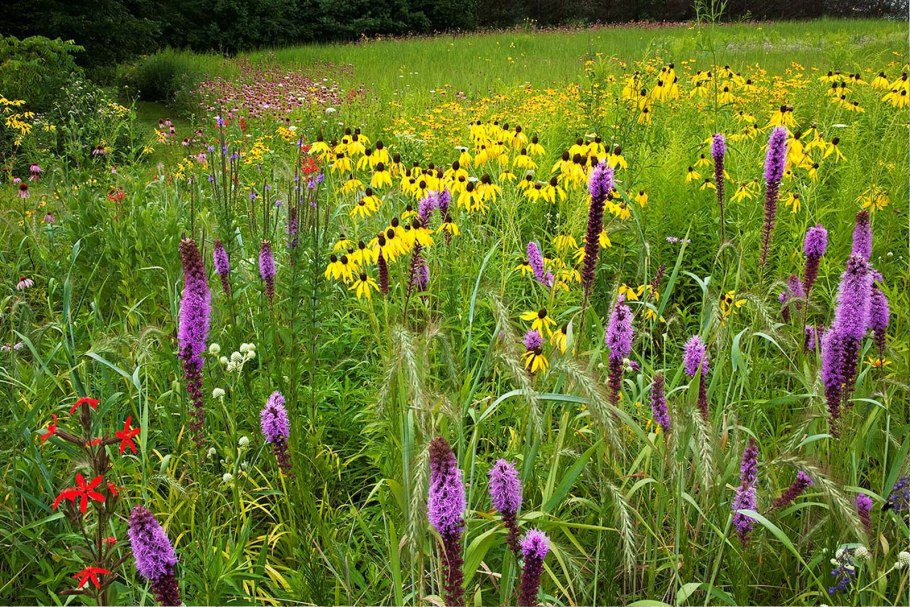 Мятлик Луговой