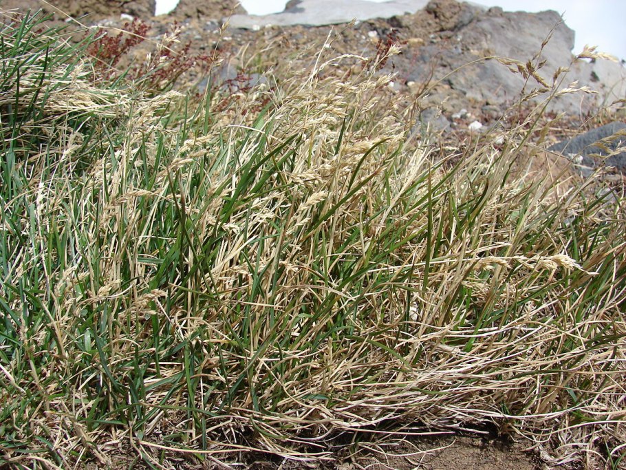 Овсяница красная Луговая