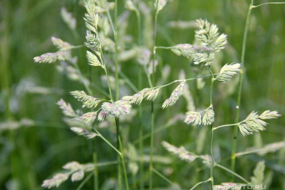 Овсяница Луговая Festuca