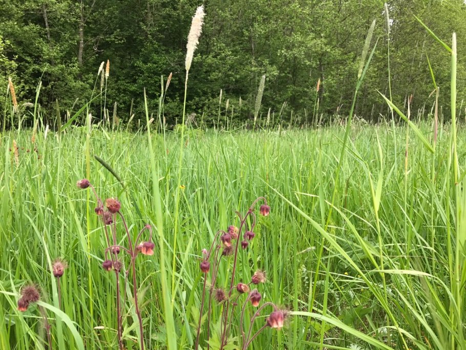 Цветущие поля Крым дельфиниум