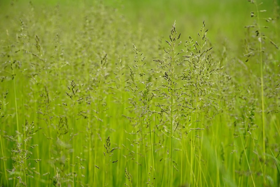 Растение мятлик Луговой